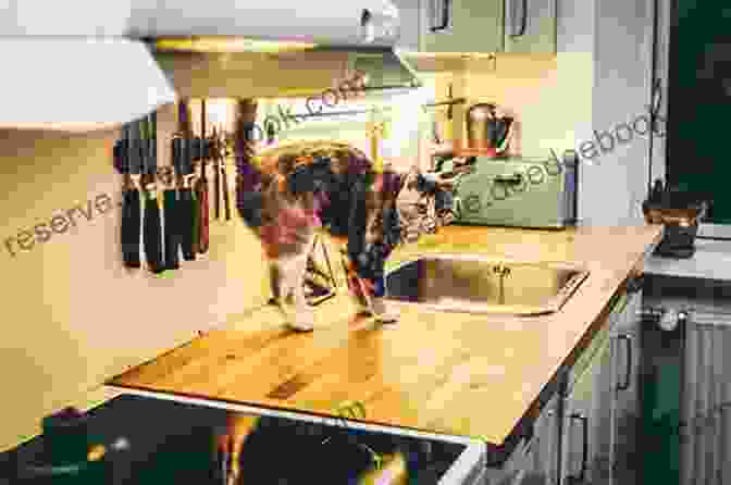 A Cat Being Trained To Stay Off The Kitchen Counter Princess Diary: A Cat S Memoir: A Guide To Understand Cats And Training You