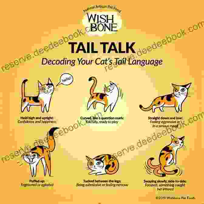 A Cat's Tail Held High To Express Confidence Princess Diary: A Cat S Memoir: A Guide To Understand Cats And Training You