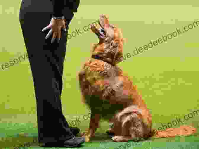 A Dog And Handler Competing In An Obedience Trial, Showcasing Precision And Teamwork Musings On A Balancing Act: Volume 1: Essays On Competition Obedience