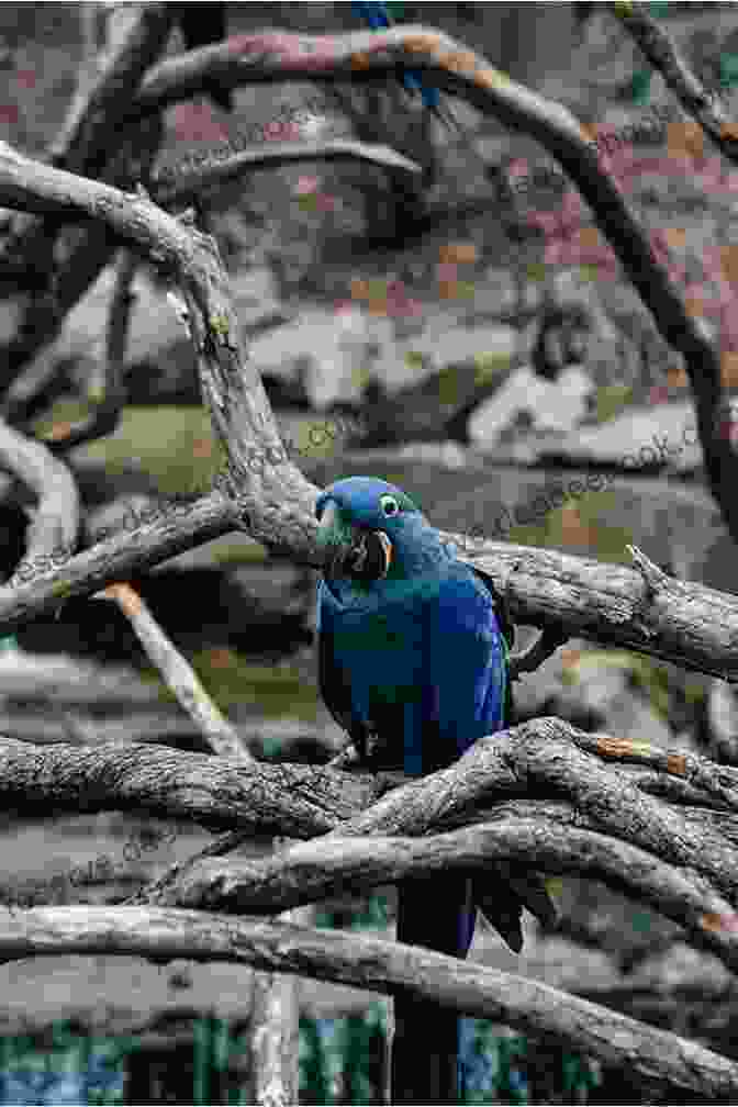 A Hyacinth Macaw Perched On A Branch Hyacinth Macaws As Pets Hyacinth Macaw Hyacinth Macaws Pros And Cons Housing Care Health And Diet