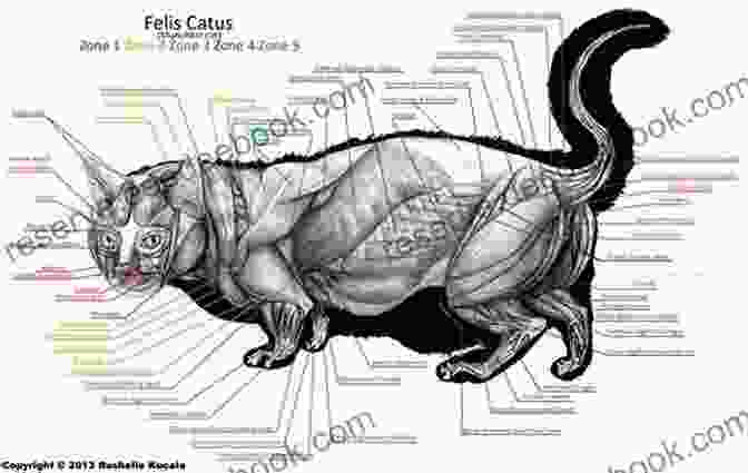 A Sketch Of A Cat's Anatomy By Alonso De Contreras I M PAINTING CATS Alonso De Contreras