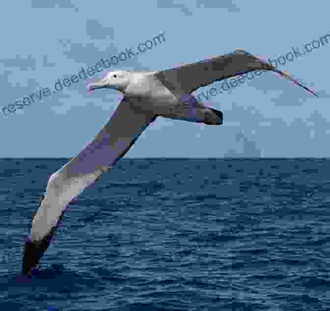 An Albatross Gliding Over The Ocean Brave Birds: Inspiration On The Wing