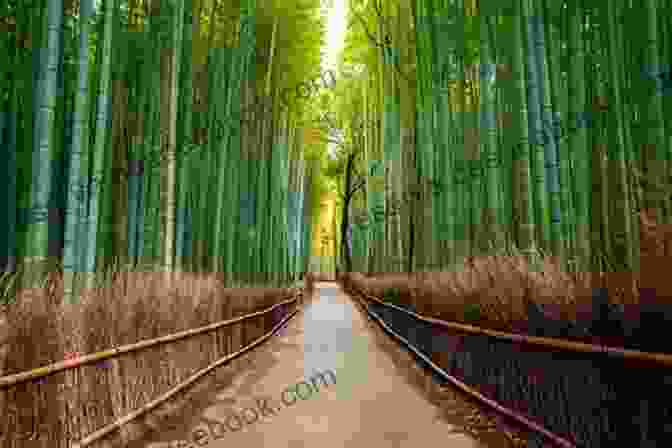 Arashiyama Bamboo Forest And Its Towering Groves Enjoy Kyoto Kyoto Sightseeing Guide : Enjoy Kyoto Kyoto Sightseeing Guide