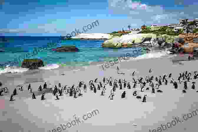 Boulders Beach, Cape Town Top 12 Things To See And Do In Cape Town Top 12 Cape Town Travel Guide