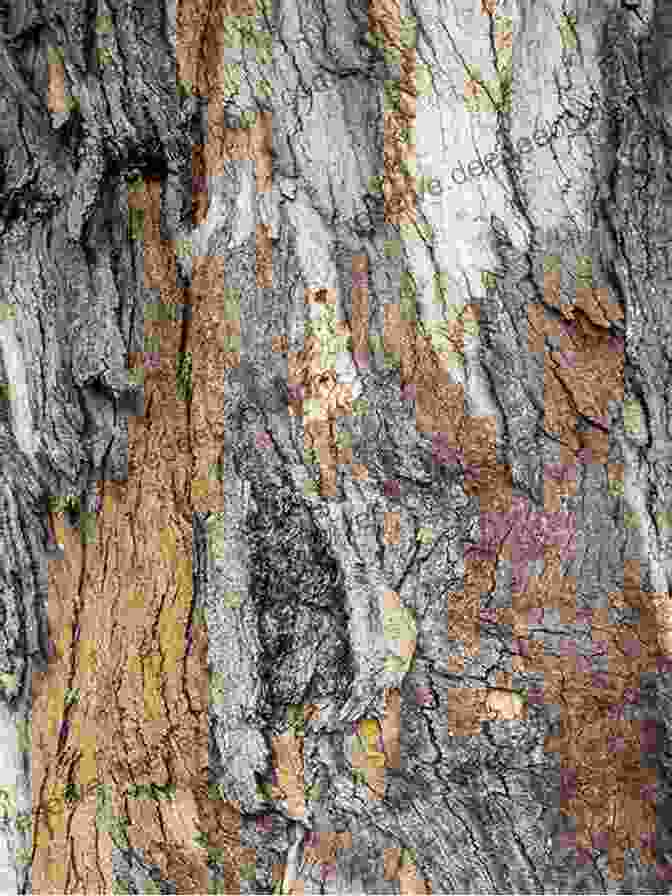 Close Up Of Intricate Patterns In Leaves And Bark Everything Beautiful: A Guide To Finding Hidden Beauty In The World