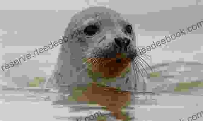 Grey Seal Pup RSPB Spotlight Seals Frances Dipper