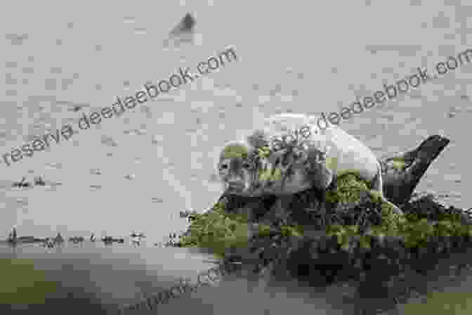 Grey Seal Resting On The Rocks RSPB Spotlight Seals Frances Dipper