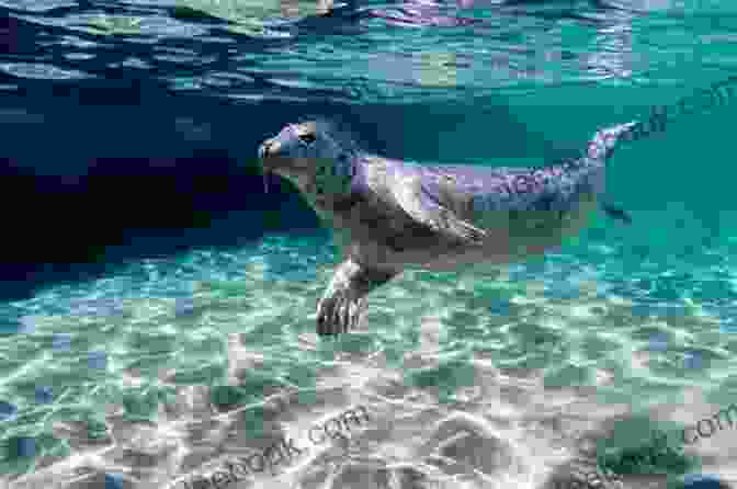 Grey Seal Swimming In The Sea RSPB Spotlight Seals Frances Dipper