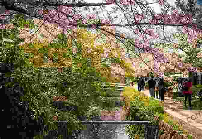 Philosophy Path's Scenic Walkway Along The Canal Enjoy Kyoto Kyoto Sightseeing Guide : Enjoy Kyoto Kyoto Sightseeing Guide