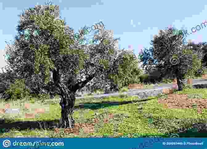 Picturesque Olive Groves In The Southern Peloponnese Travels In The Southern Peloponnese: Messenia And Lakonia (including The Mani) (Travels In Greece 9)