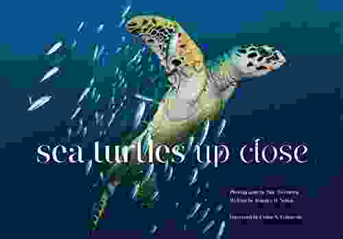 Sea Turtles Up Close B J Daniels